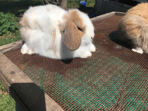 Imagen 2 de 3 de Hermosos Conejos Holland Lop Enanos