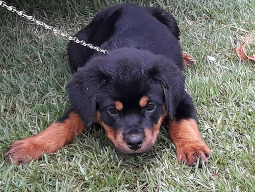 Rottweiler Filhote