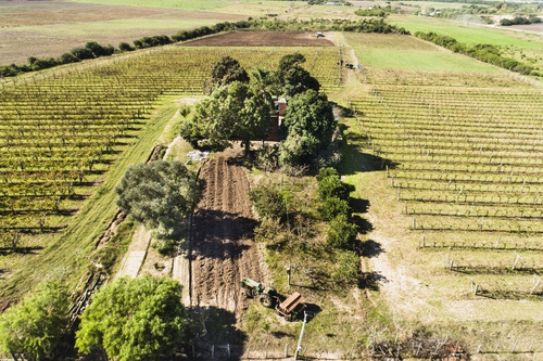 Chacra Venta 3,7 Has Viñedos Casa Antigua A Reciclar Carmelo