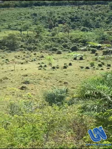 Imagem 8 de 14 de Fazenda Com 2.500 Tarefas Em Jiquiriça - Bahia - Afd061 - 70714272