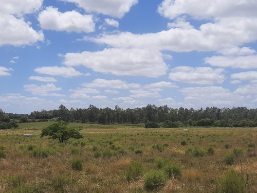 Buen Predio Rural, 24 Héctareas A 600 M Ruta 5, Km 50.
