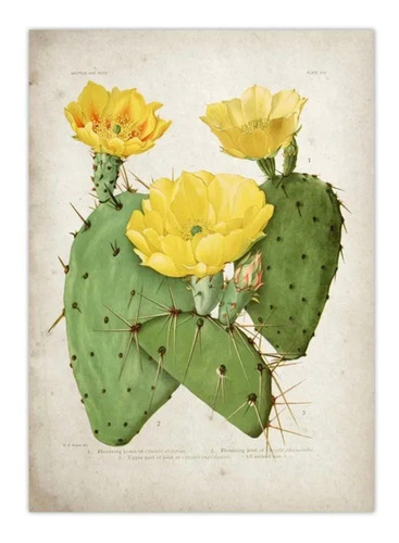 Lámina Imagen Cactus Flor Naturaleza 