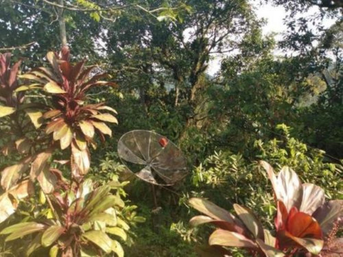 Imagem 9 de 19 de Sítio Em Itariri, Com 242.000 M² De Área Total E Com Diversas Árvores Frutíferas, 05 Nascentes E Riacho Com Pequena Cachoeira, Analisa Veículo Como Parte De Pagamento Ref: 7269/ac