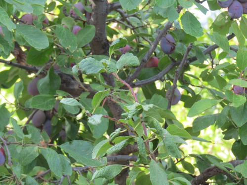 Imagen 2 de 7 de Vendo Exelente Finca Productiva Con Bodega Y Secadero En San Rafael Mendoza