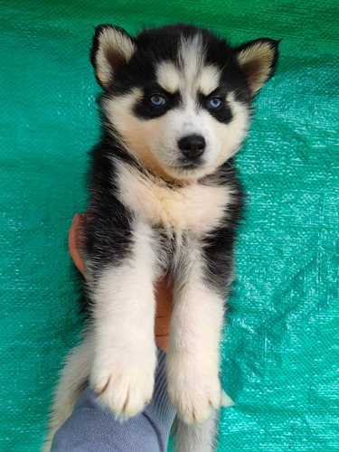 Imagen 10 de 10 de Husky Siberianos