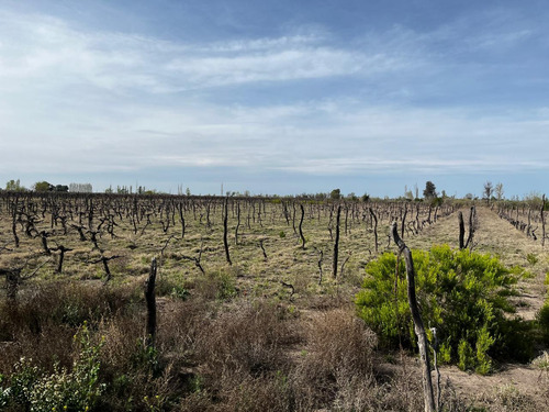 Finca Con Produccion De Alfalfa Y Vivienda