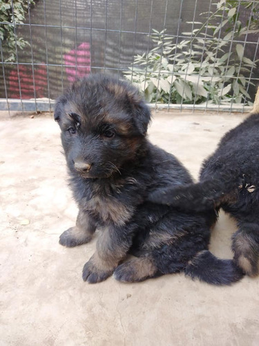 Tiernos Pastor Aleman Padres Inscritos