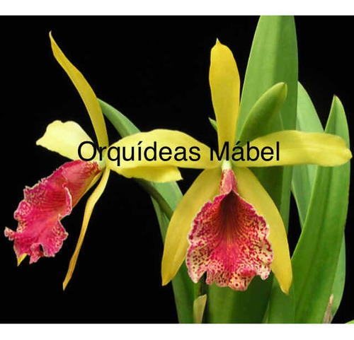 Imagen 8 de 8 de Cattleyas Orquídeas