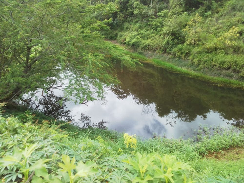 Imagen 4 de 17 de Finca En Venta Excelente Ubicación Miranda-carabobo