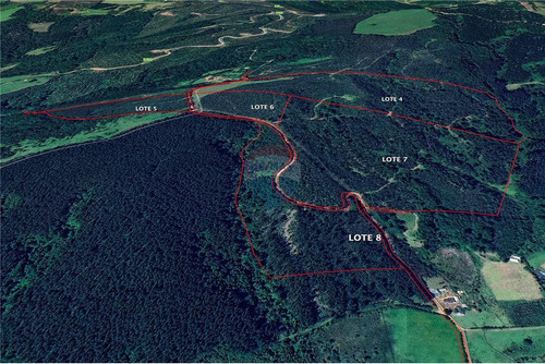 Predio Forestal En Venta 52 Ha. - Mantahue Gorbea