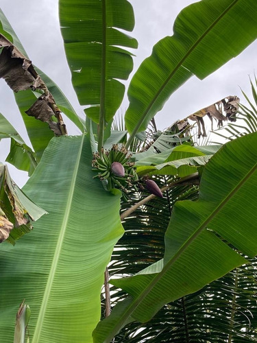 Invierta Ahorita, Pronto Da Inicio A Un Mega Proyecto En Horquetas Que Eleverá El Precio Del Metro Cuadrado. Https://semanariouniversidad.com/pais/inder-compra-finca-en-rio-frio-de-sarapiqui-a-banco-n