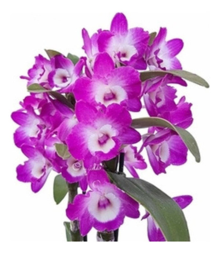 Orquídea Dendrobium Nobile Hibrido Planta Adulta #2