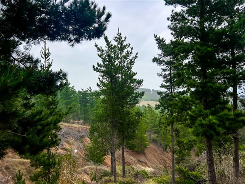 Sitio En Venta En Boyeruca, Loteo Alto Boyeruca