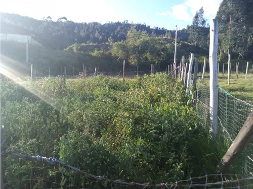Vendo Lote N.2 En Altos De San Jorge Duitama