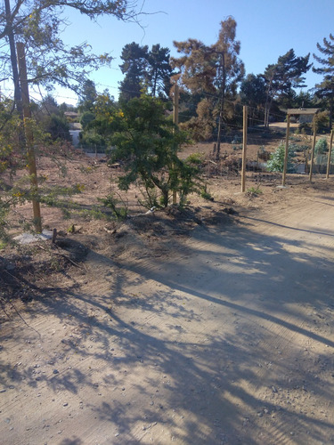 Reñaca, Los Pinos, A 2 Cuadras De Avda. Gastón Hamel