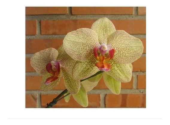 Orquidea Phalaenopsis Amarela | MercadoLivre 📦