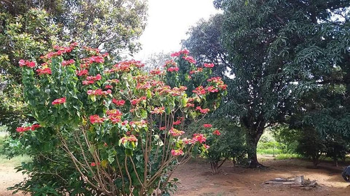 Imagem 2 de 8 de Vende Se Ou Troca Chácara Com Bela Vista.
