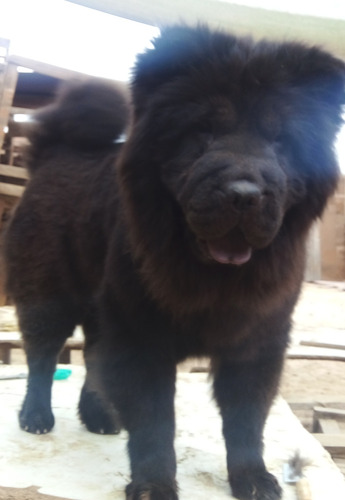 Chow Chow Hembra 