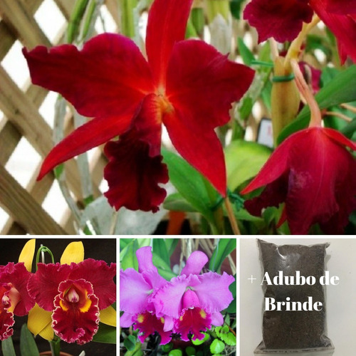 Orquídea Cattleya Kit Com 10 Mudas Mais Adulbo E Substrato