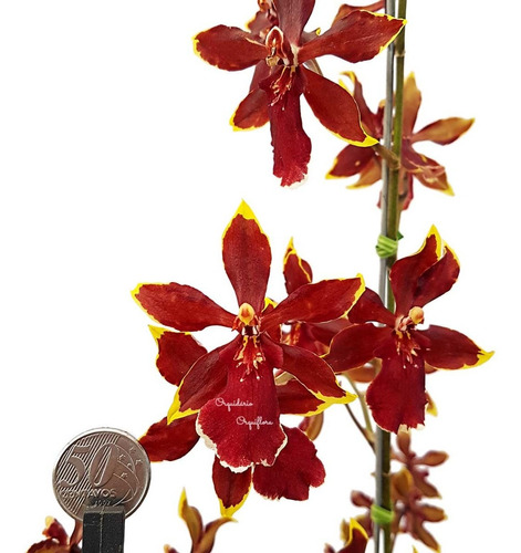 Orquídea Colmanara Ruby Planta Adulta Flor Averrmelhada | MercadoLivre