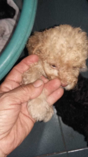 Caniche Blanco
