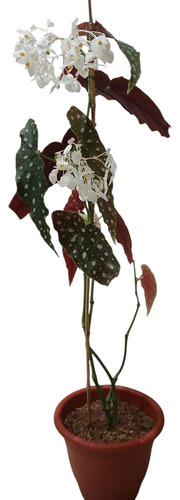 Planta Begonia Maculata Ó Ala De Ángel