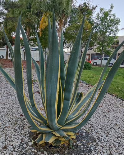 Agave Americana Marginata, Maguey Amarillo 100 Semillas, Nv