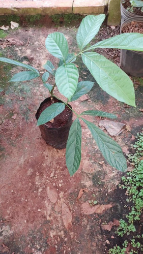 Imagem 4 de 6 de Kit 2 Mudas De Guaraná Verdadeiro 40cm + Brinde Belas Mudas
