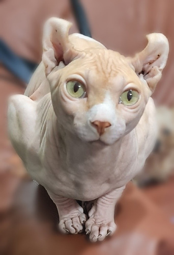 Gato Sphynx Elfo Busca Novia