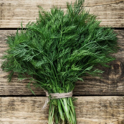 Semilla De Eneldo Dill Bouquet Bolsa 1 Lb