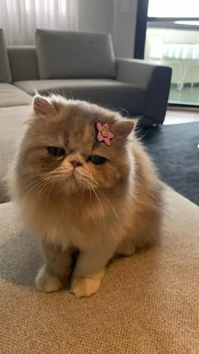Gata Pérsia
