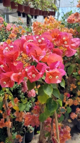 Buganvilla, Bugambilia, Bugambilias, Santa Rita 5lts