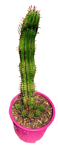 Maceta Suculenta Euphorbia Pentagona