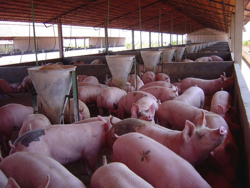 Núcleo Premix P/ Suinos 10 Kg Faz 2,5 Ton Ração P/ Porco