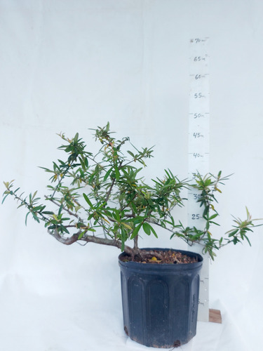 Pré Bonsai Piracanta Vermelha 04 Anos ( Cod.042)