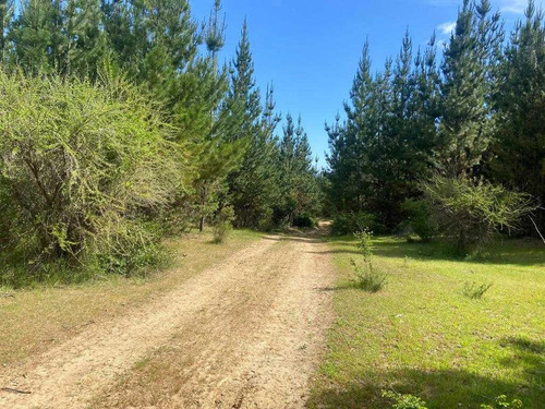 Bosque Con Manejo Cauquenes Inversión (63196)