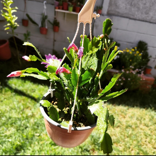 Cactus De Navidad - Patitas De Jaiba