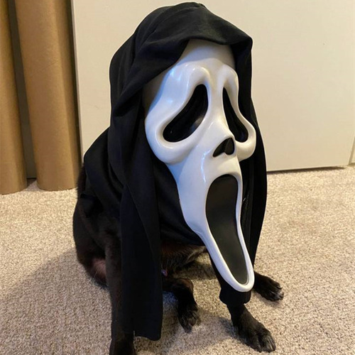 Máscara De Terror Con Cara De Fantasma Para Adultos