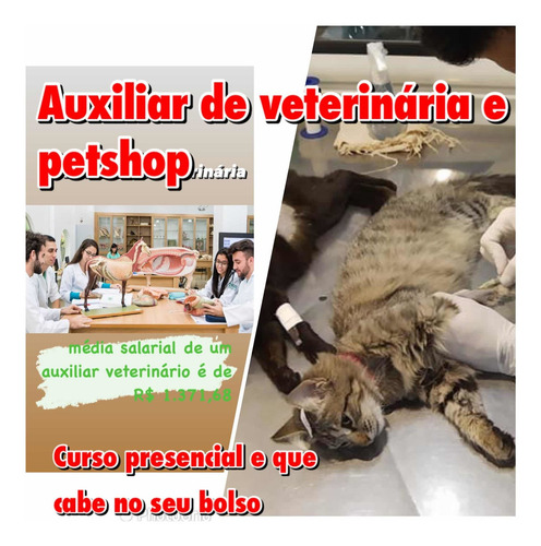 Imagem 1 de 1 de Curso De Auxiliar De Veterinária E Petshop