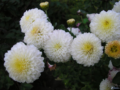 Semillas Crisantemo   Blanco  Flores Bello Jardin Siembra