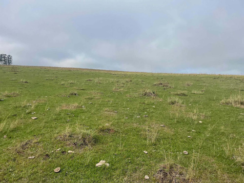 Imagen 2 de 21 de 270 Hectareas Ganaderas A 28 Km De Minas 3300 Dólares La Hec