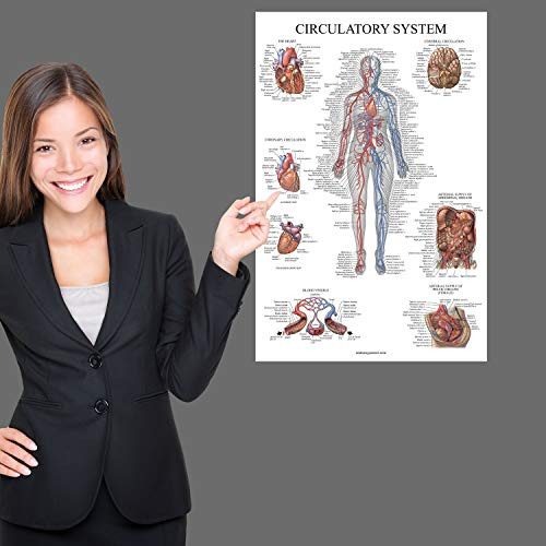 Cartel Anatómico Del Sistema Circulatorio Y Anatomía ...