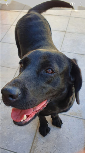 Bruna, Cachorrona, 1 Añito Y Medio, Petisa Salchichoncita