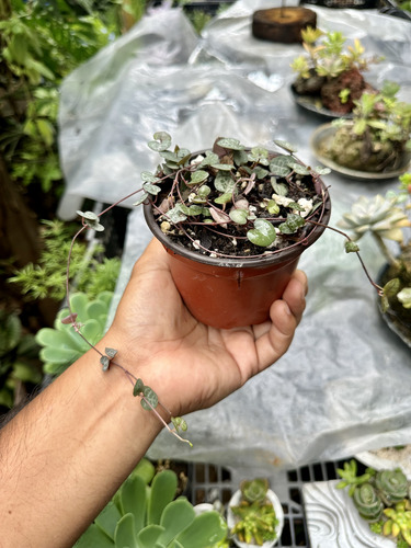 Ceropegia Woodii Pink Dos Corazones En Un Hilo
