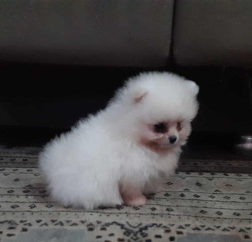 Lulu Da Pomerânia