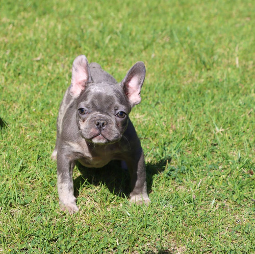 Bulldog Frances Macho Exotico, Blue Merle Hijo De Isabella