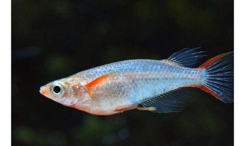 Peixe Ricefish ( Oryzias Woworae ) Pact Com 5