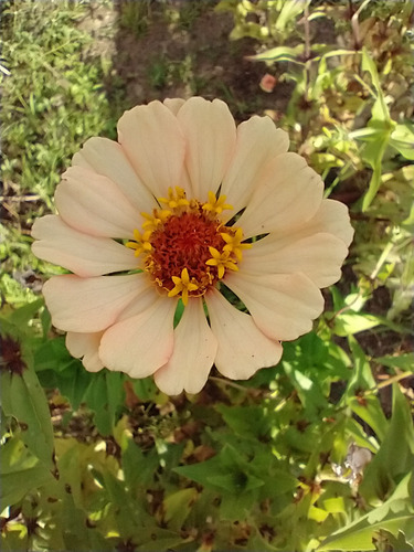 Mix De Sementes De Zinia
