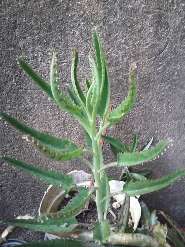Imagen 2 de 5 de Aranto, Kalanchoe Daigremontiana 20 Cm Altura, $ 55.00