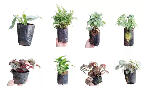 Elegir plantas ornamentales